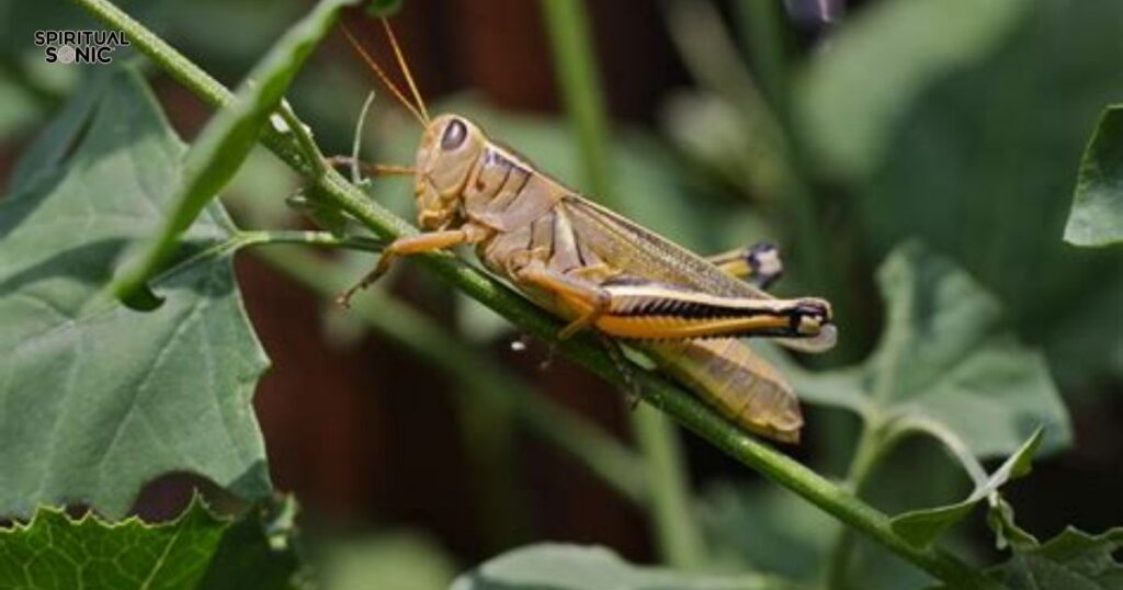 Grasshopper Symbolism 