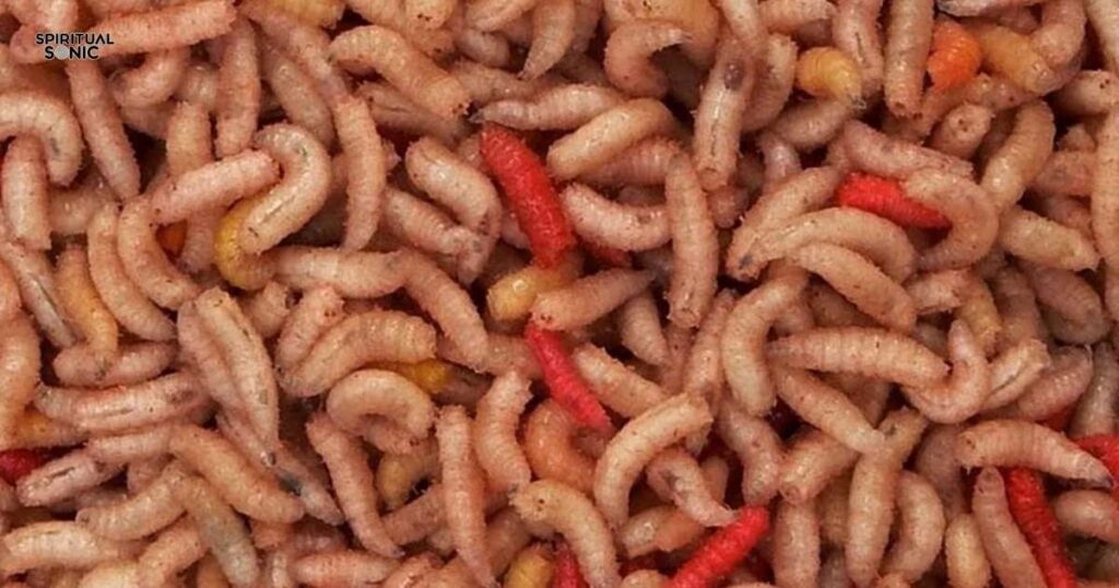 Here Are My Findings About The Spiritual Meaning of Maggots On The House Floor