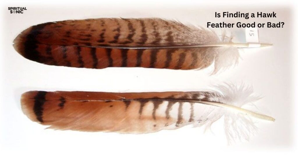 Is Finding a Hawk Feather Good or Bad