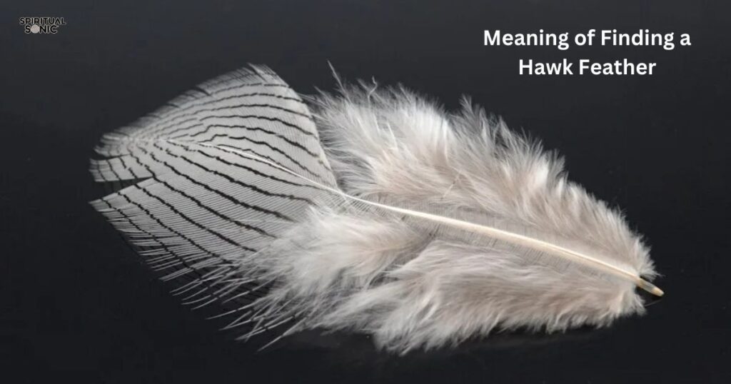 Meaning of Finding a Hawk Feather