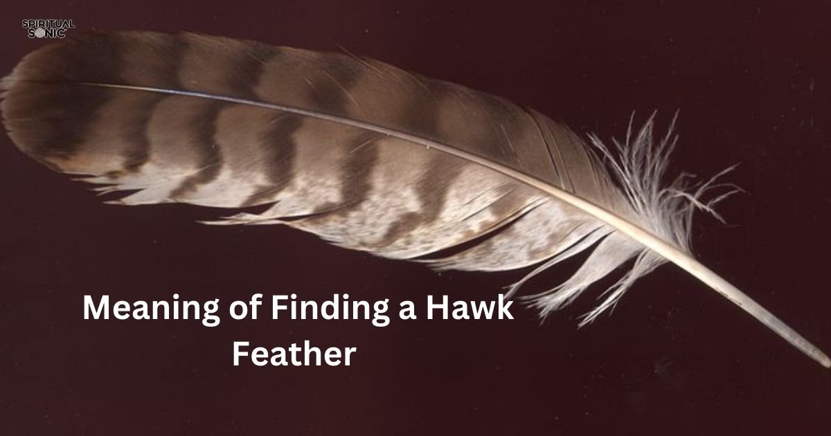 _Meaning of Finding a Hawk Feather