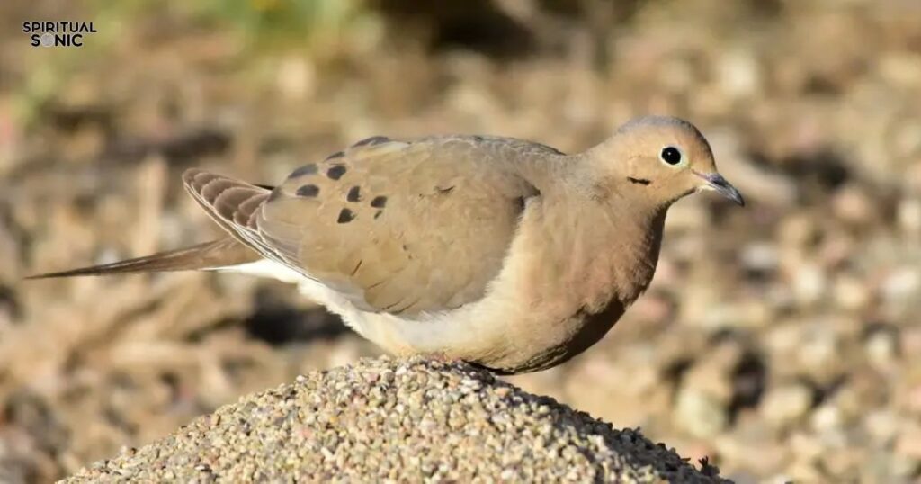 Mourning Dove Spiritual Meaning A Symbol of Comfort and Peace