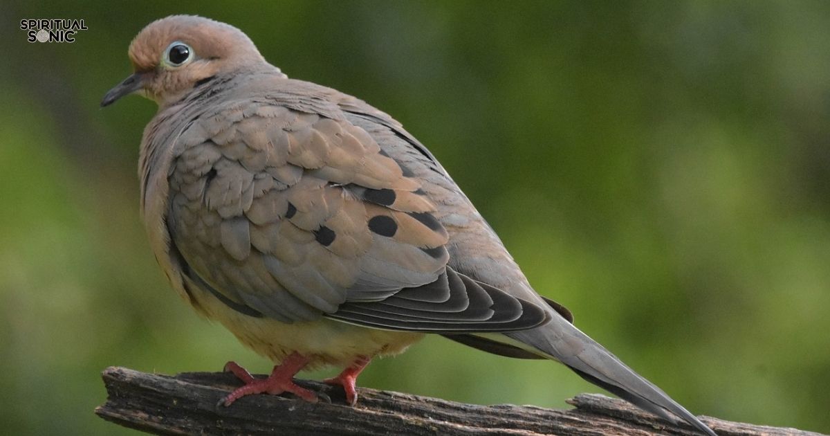 Mourning Dove Spiritual Meaning