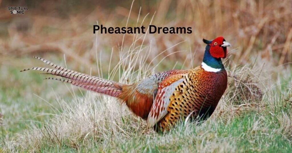 Pheasant Dreams