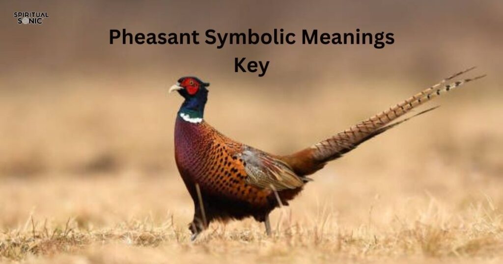 Pheasant Symbolic Meanings Key