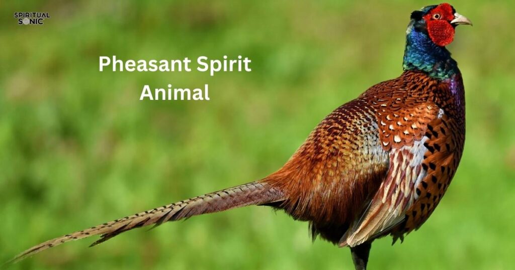 Pheasant Symbolism & Meaning 