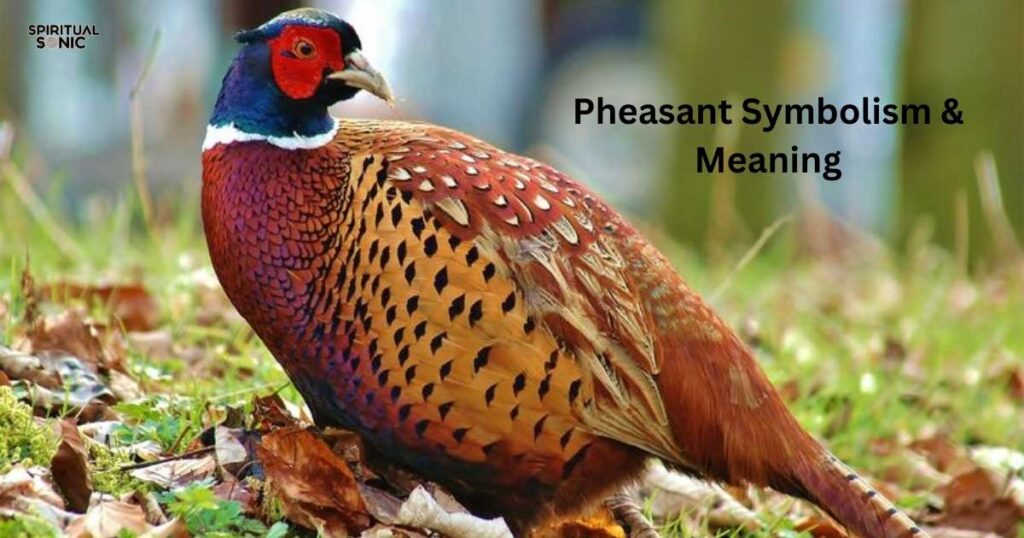 Pheasant Symbolism & Meaning