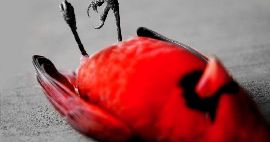 Seeing a Dead Cardinal 