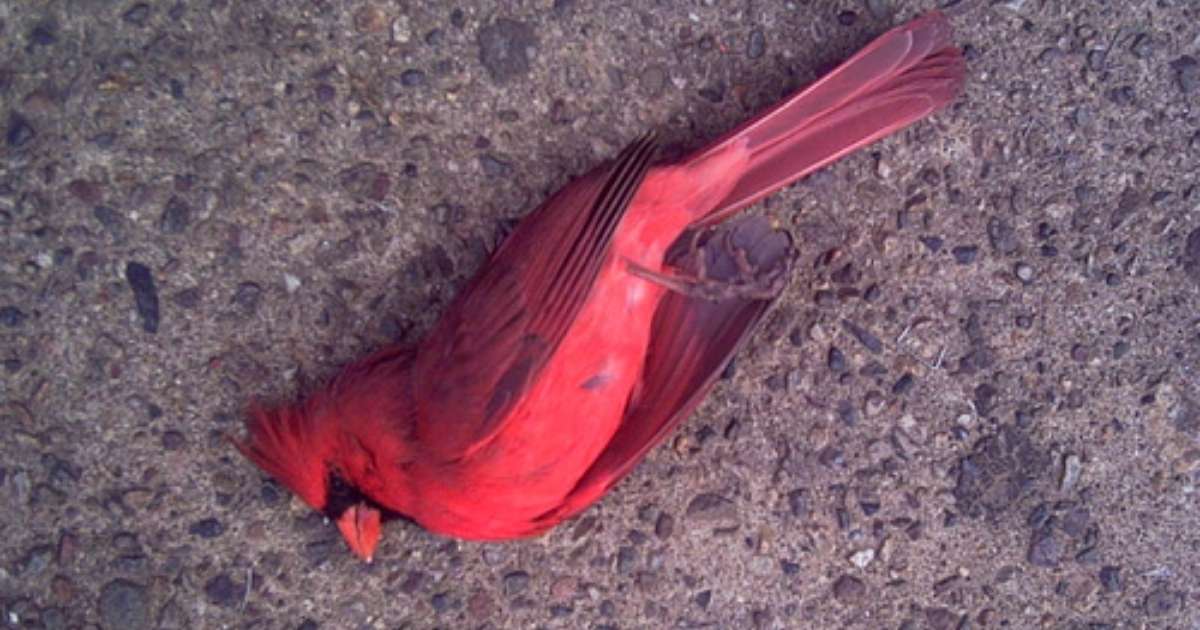 Seeing a Dead Cardinal