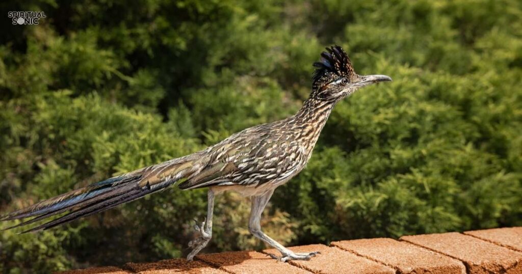 Spiritual Lessons from the Roadrunner