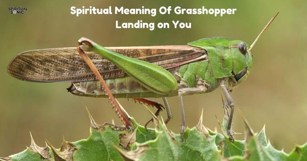 Spiritual Meaning Of Grasshopper Landing on You 