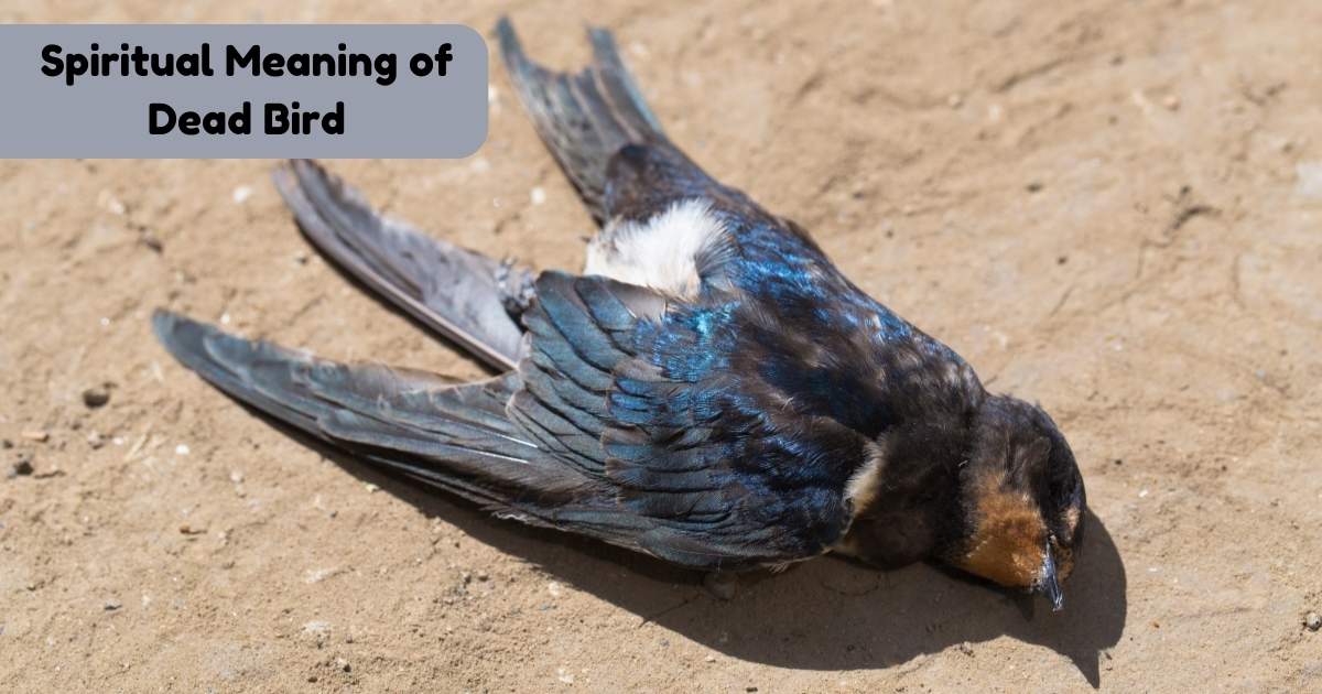 Spiritual Meaning of Dead Bird