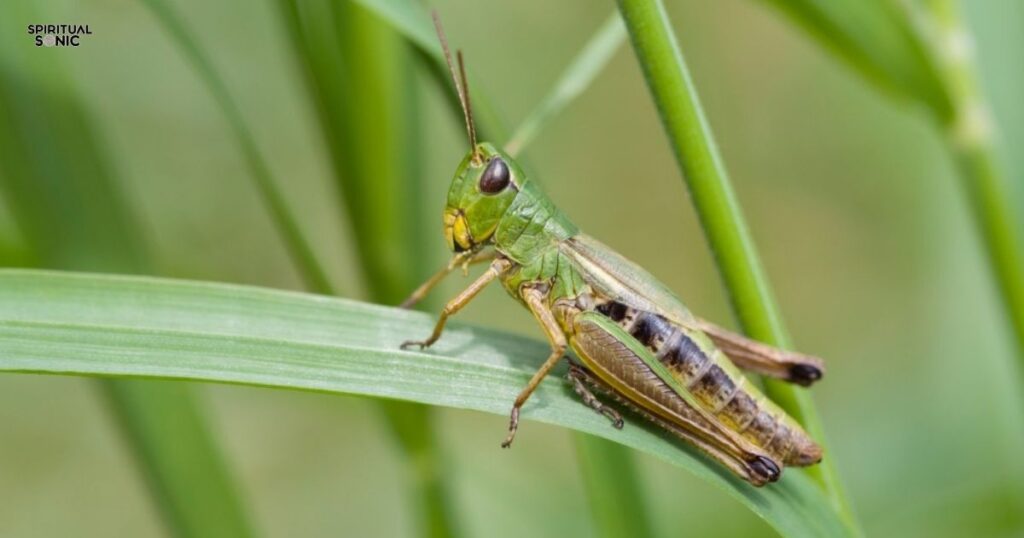 Spiritual Meaning of Grasshopper Landing on You 