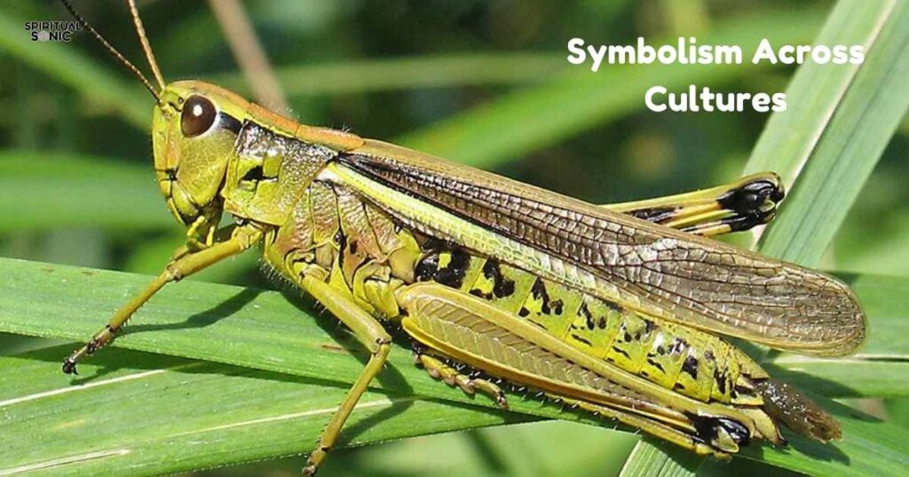 Spiritual Meaning of Grasshopper Landing on You – The Brief Answer 