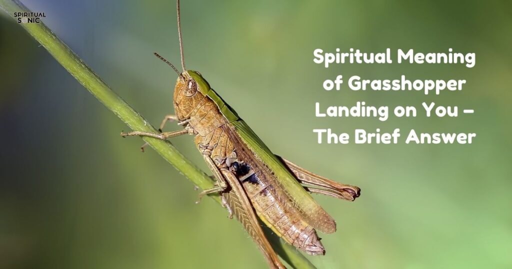 Spiritual Meaning of Grasshopper Landing on You – The Brief Answer