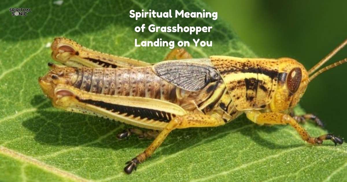 Spiritual Meaning of Grasshopper Landing on You