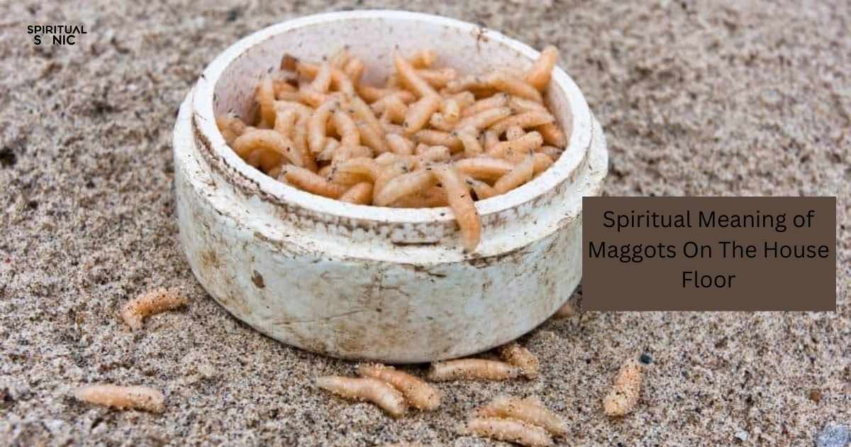 Spiritual Meaning of Maggots On The House Floor