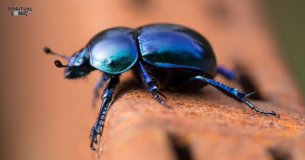 The Spiritual Meaning of Encountering Black Beetles