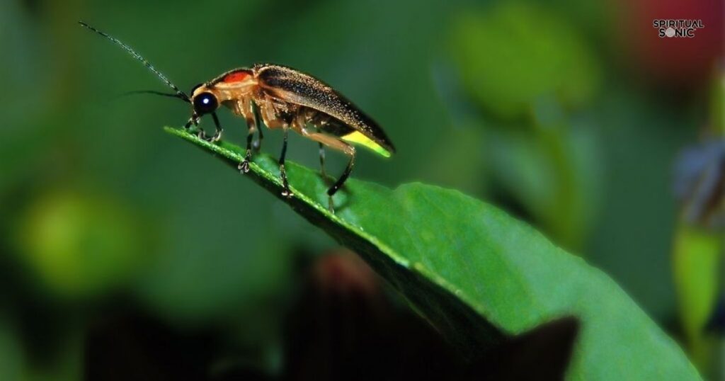 The meaning and symbolism of a firefly