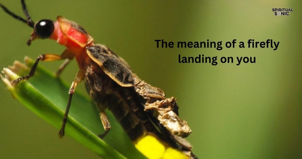 The meaning of a firefly landing on you