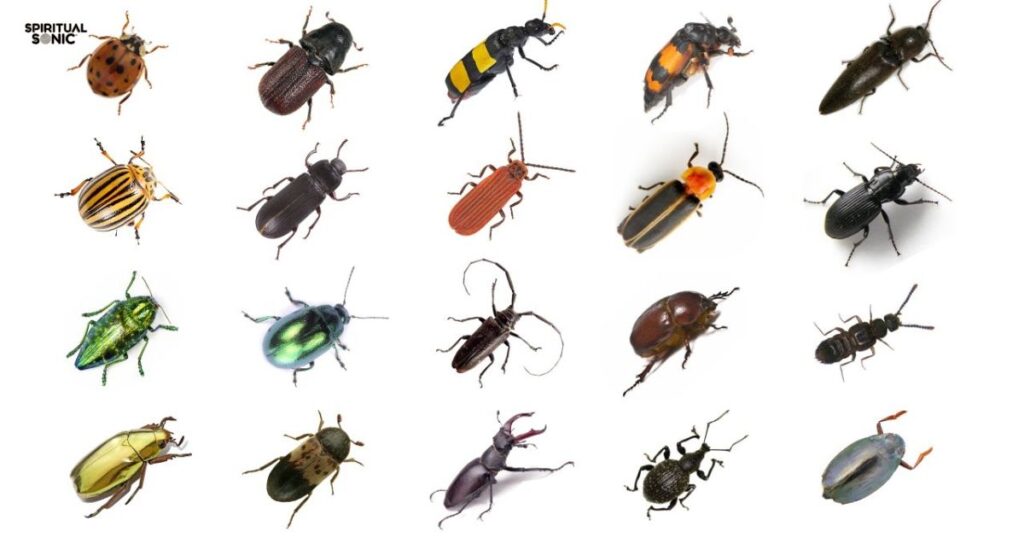 What are the Types of Beetles