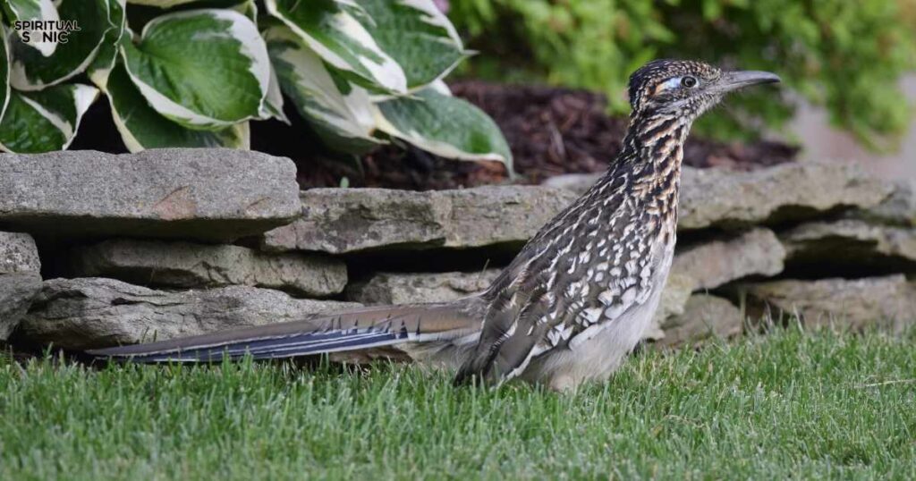 What is Roadrunner Omen