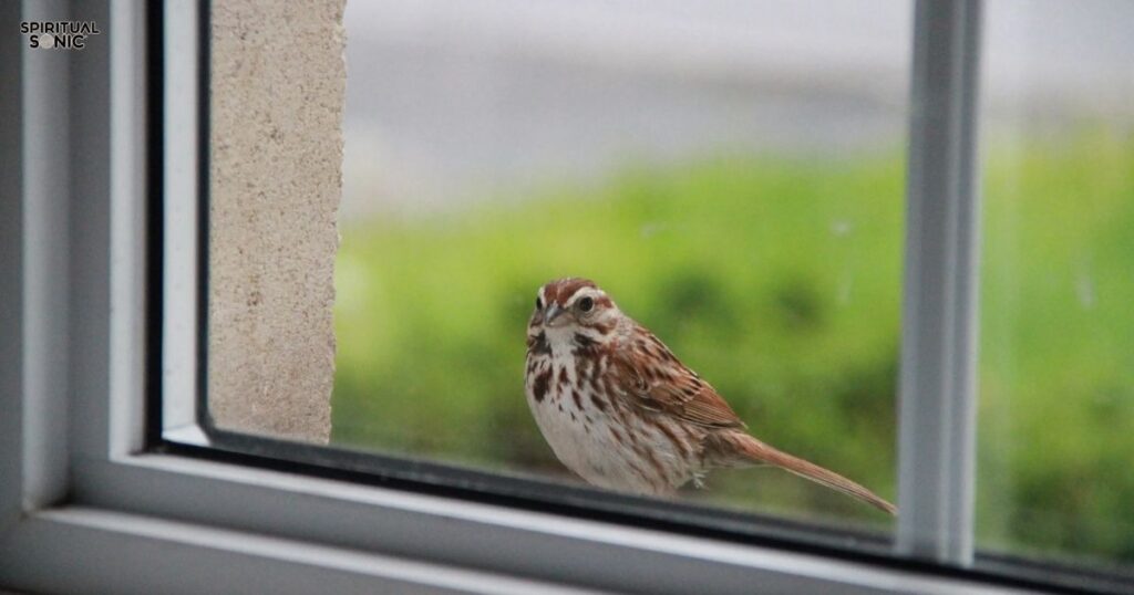 What is the spiritual message when a bird repeatedly taps your window