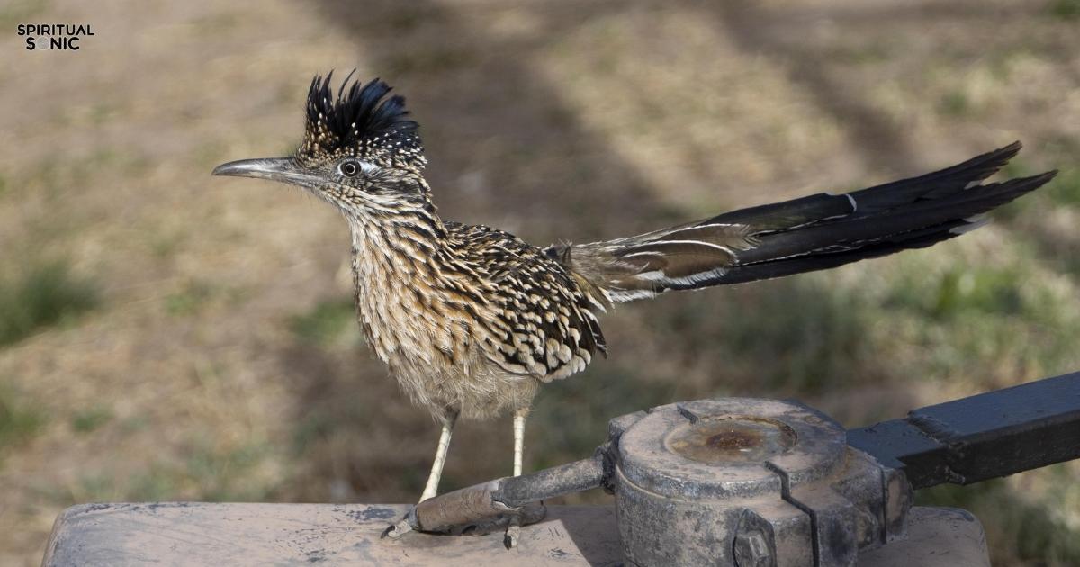 _When a Roadrunner Crosses Your Path