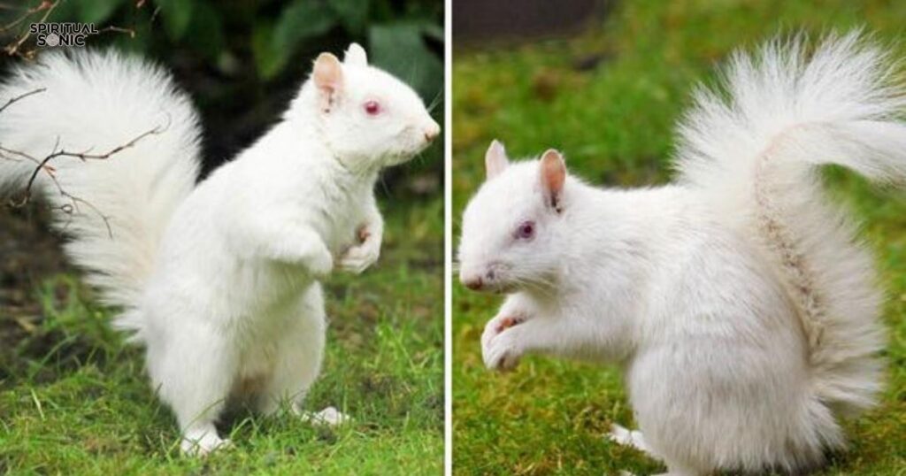 White Albino Squirrel Symbolism