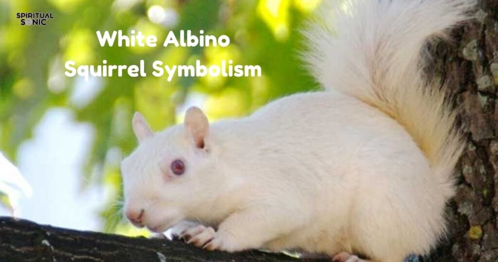 White Albino Squirrel Symbolism