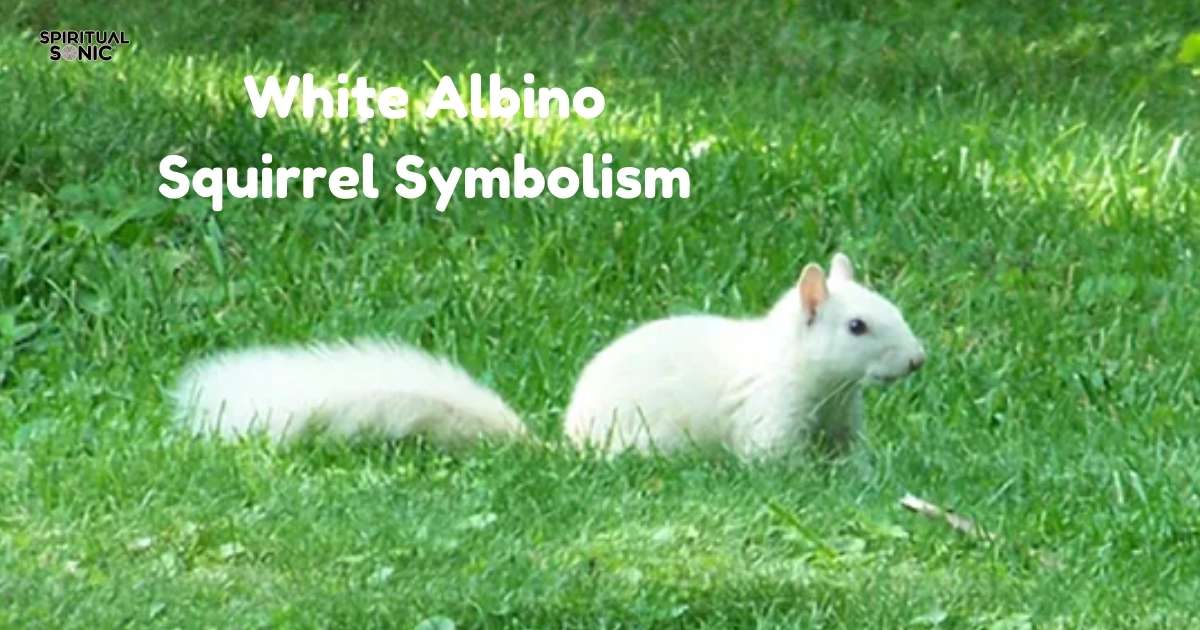 White Albino Squirrel Symbolism