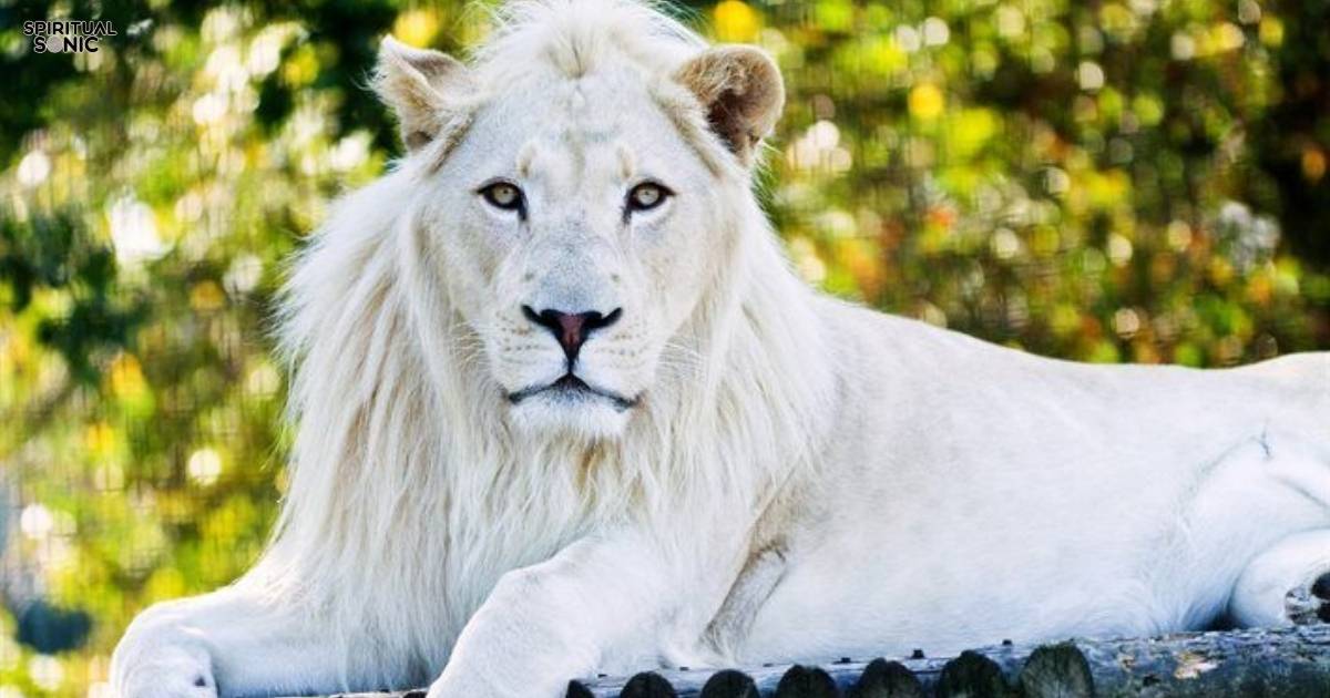 White Lion Symbolism