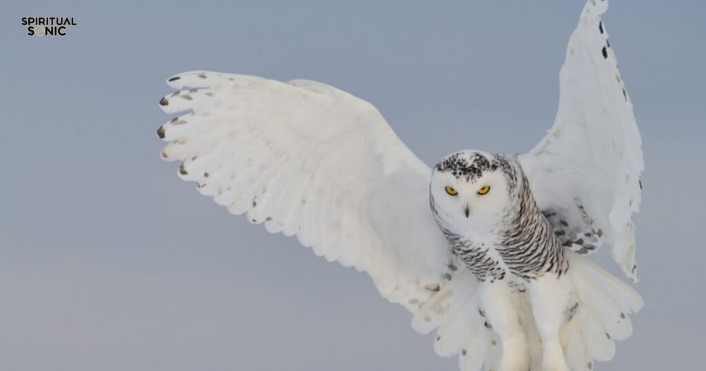 White Owl Symbolism