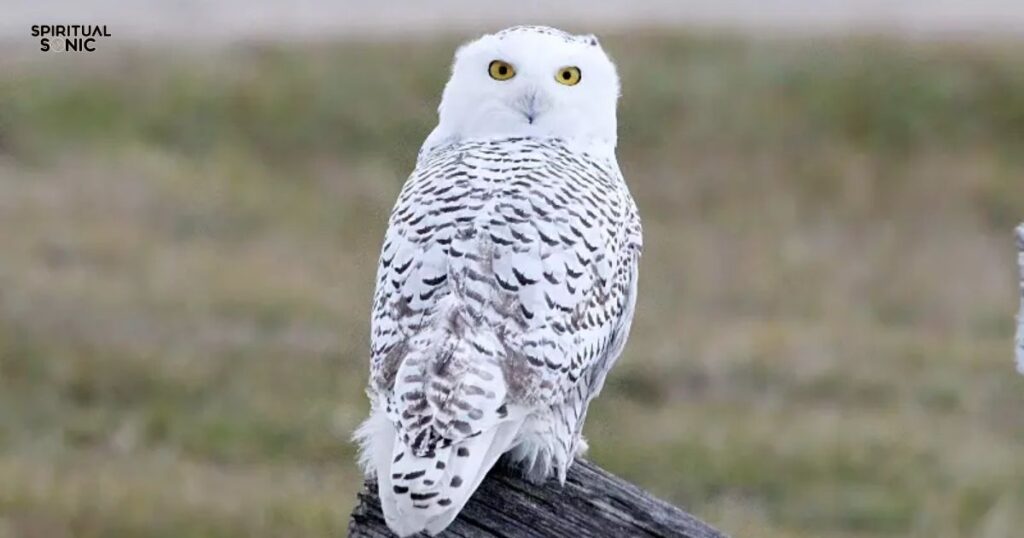 White Owl as Omen