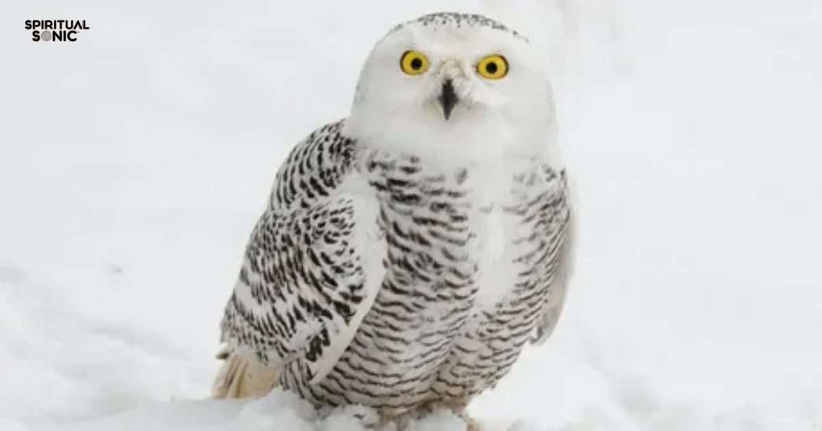 White Owl at Night Meaning