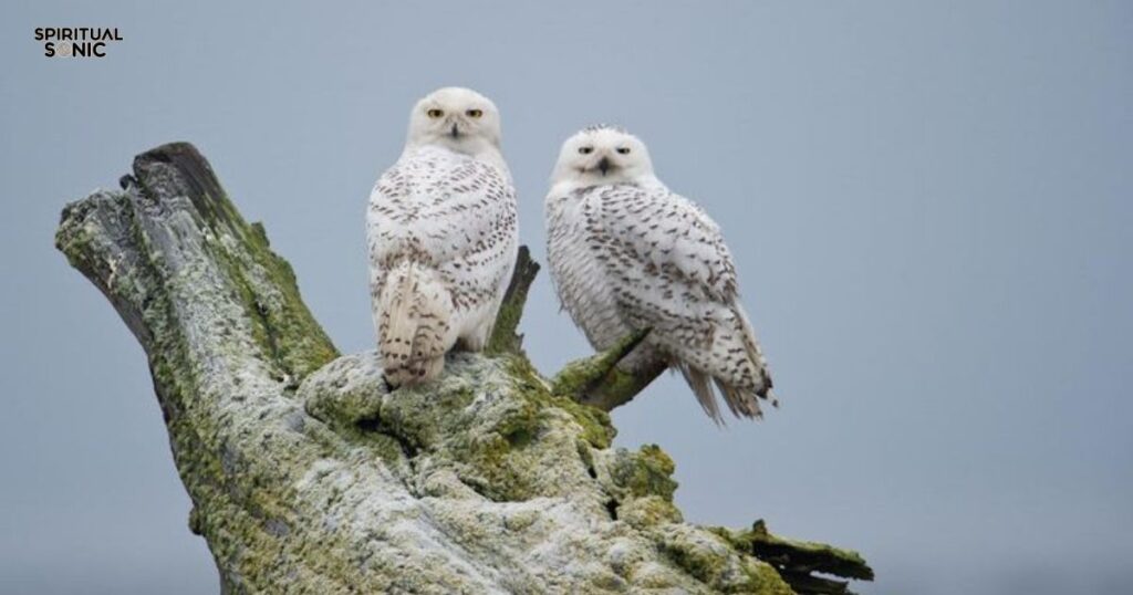 White Owl in Relationships