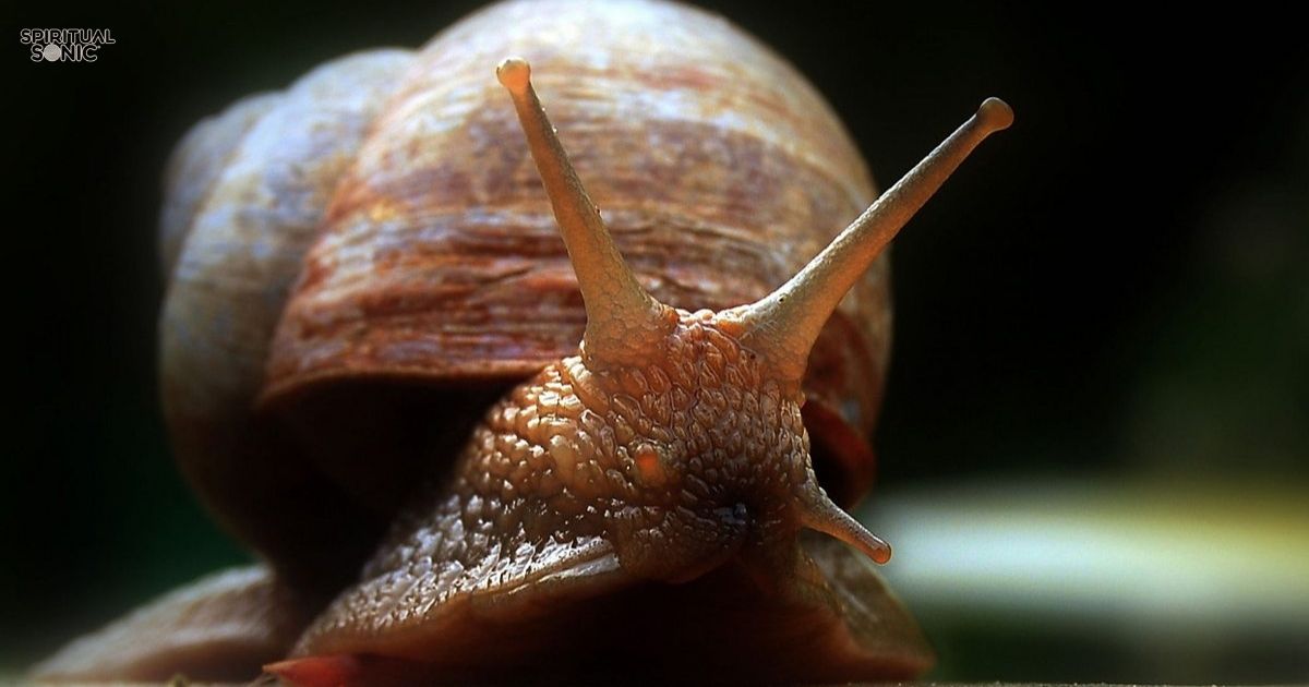 a Slug in Your Home is a Spiritual Sign