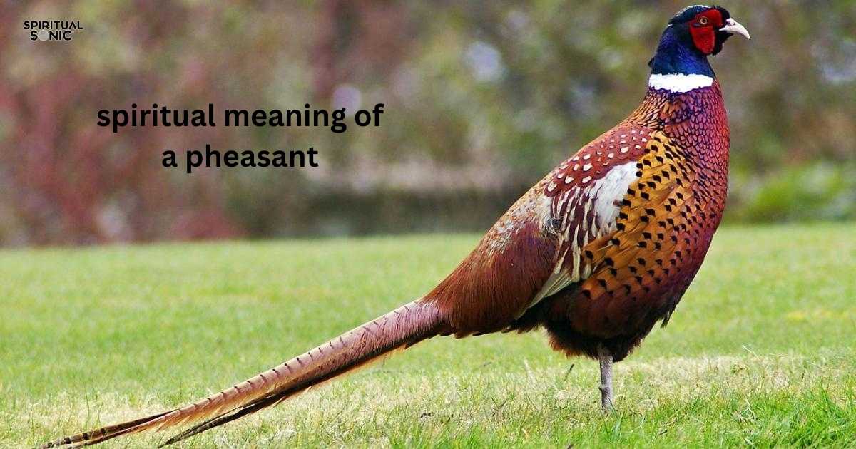 spiritual meaning of a pheasant