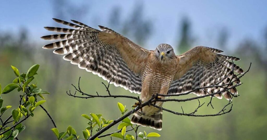 brown feathers