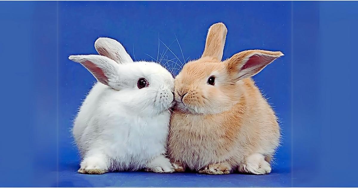 Two cute rabbits, one white and one brown, touching noses against a blue background.