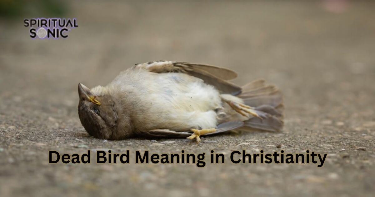 Dead Bird Meaning in Christianity