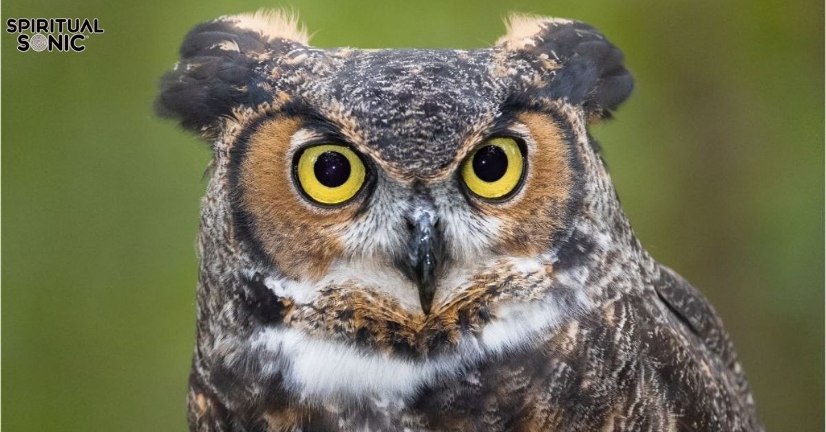 Spiritual Meanings of Seeing an Owl at Night