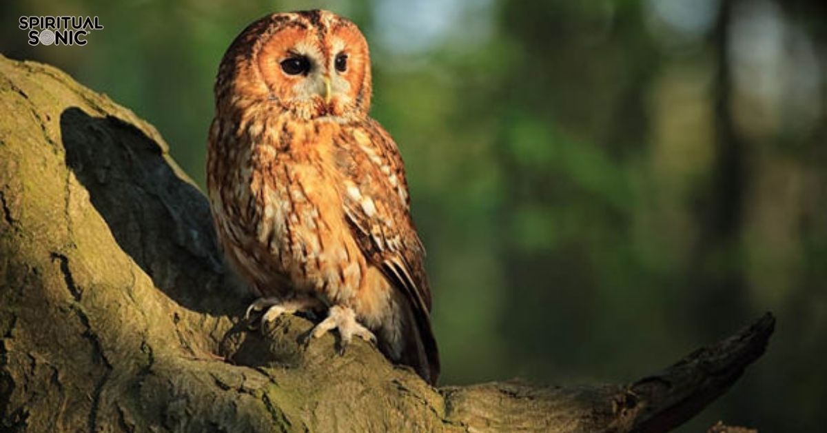 owl symbolism spirituality