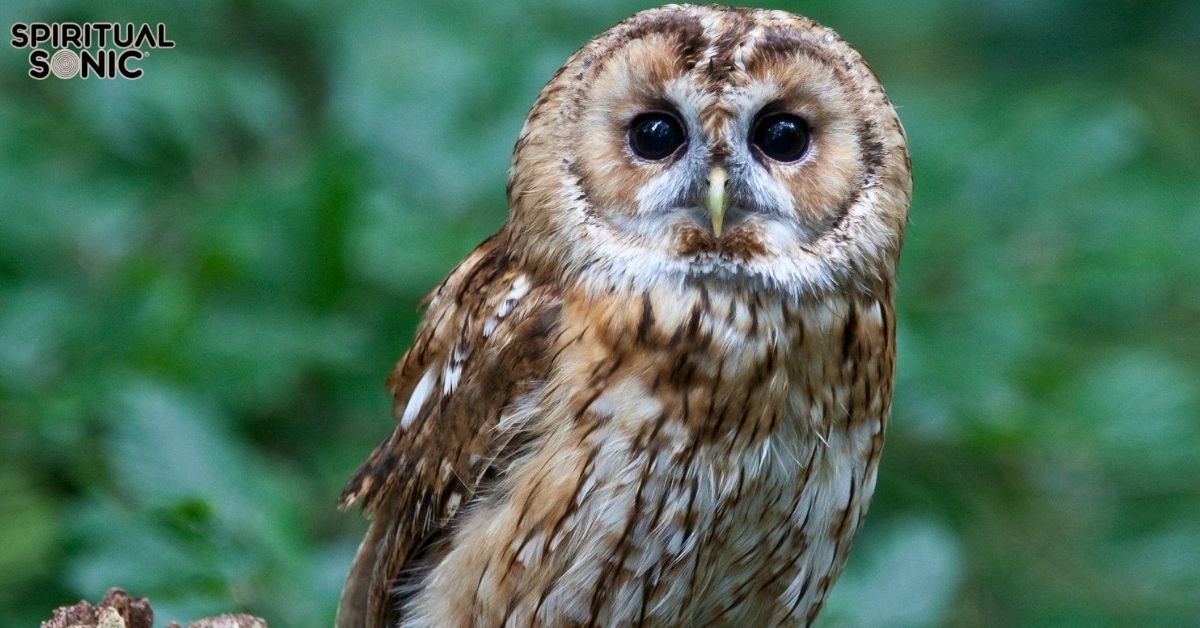 what do owls symbolize spiritually
