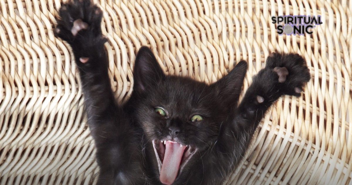 Black Cat Coming to Your House Spiritual Meaning