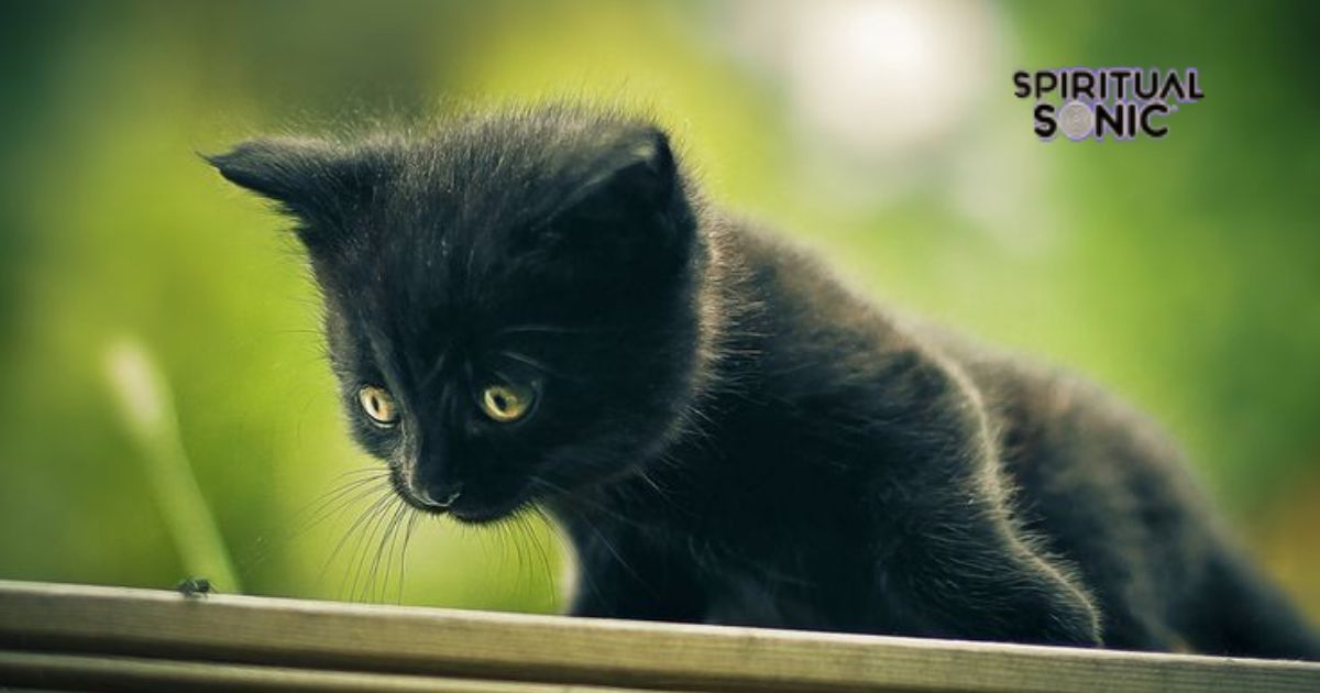 Black Cat Spirit Animal