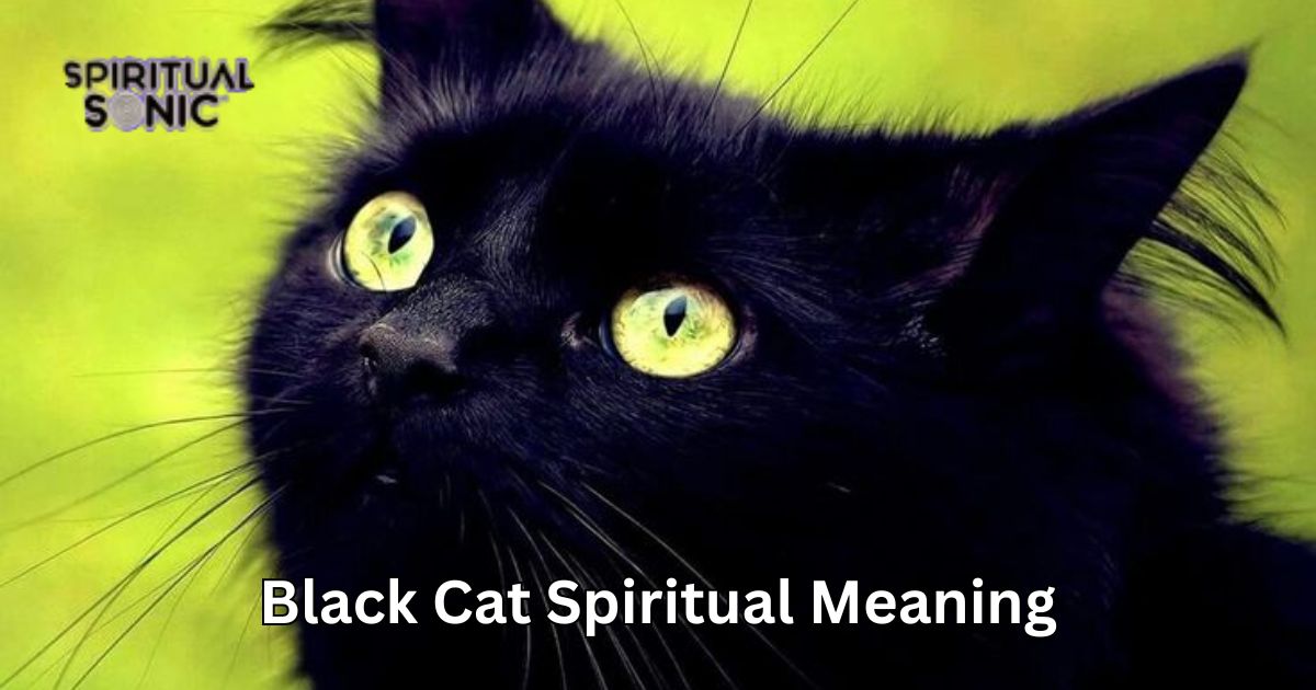 Black Cat Spiritual Meaning
