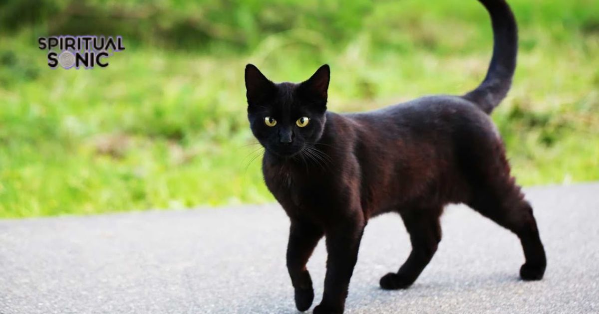 Black Cat Totem