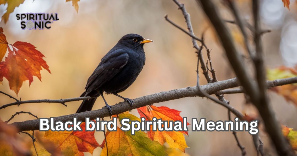 Black bird spiritual meaning