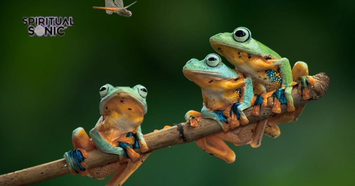 Frog Spiritual Meaning